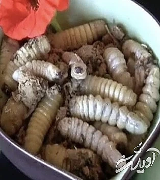 چندش آور ترین غذا های دنیا را بشناسید!/ تصاویر